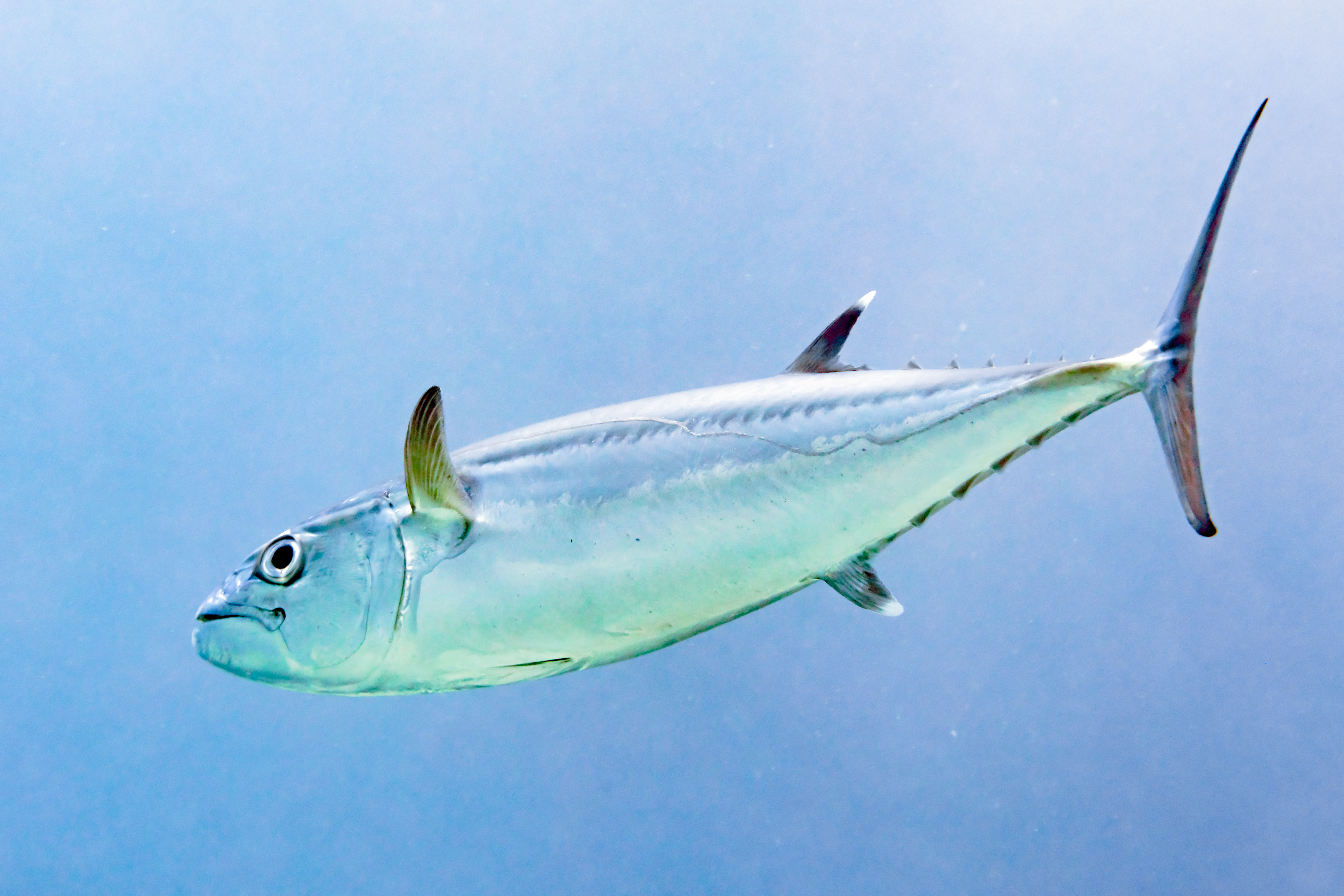 Dogtooth tuna near reef ledge in blue water