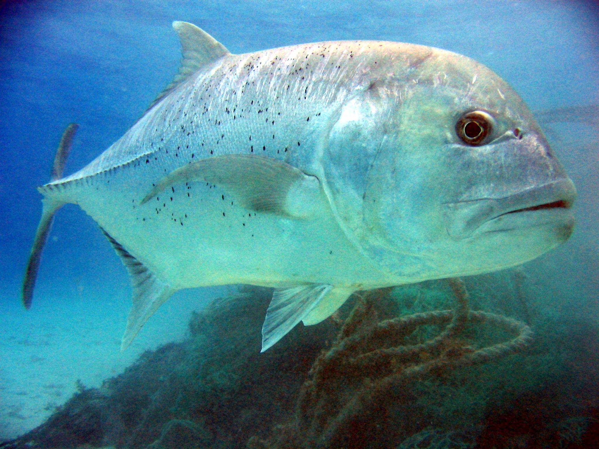 Giant trevally fish cruising reef edge