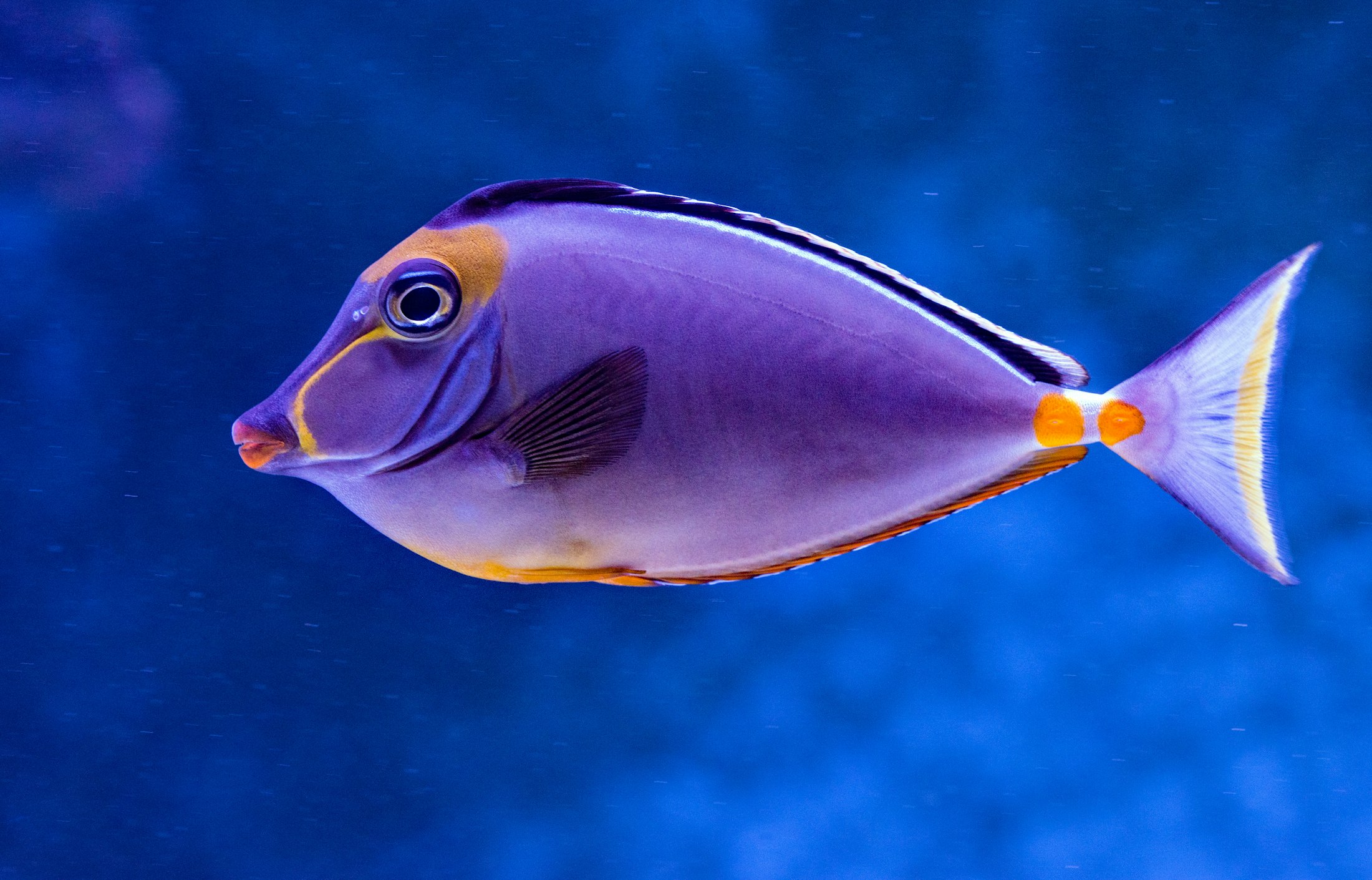 Spanish mackerel in clear tropical water