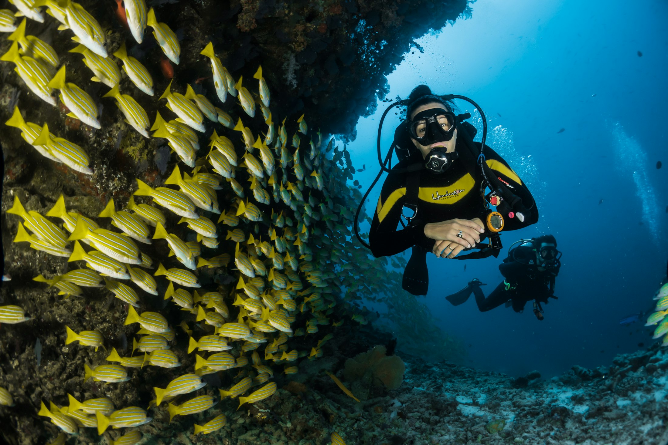 Healthy coral reef ecosystem with schooling fish