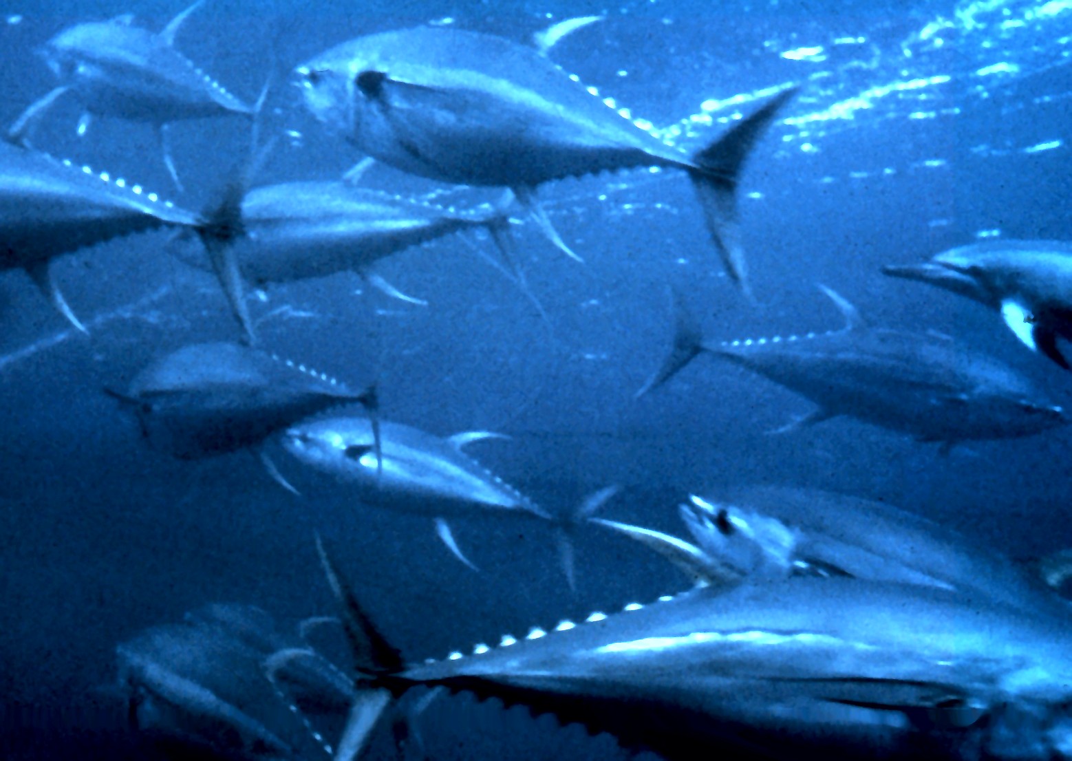 Yellowfin tuna moving in clear blue water